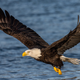 A bald eagle.
